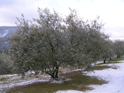 Oliviers sous la neige